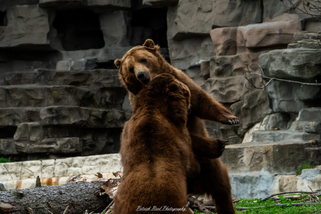 Two grizzly bears play-fighting in naturalistic enclosure at the Detroit Zoo
